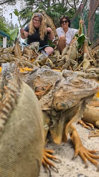 iguanas at Arch's Iguana and Marine Park