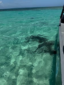nurse sharks in east roatan tours