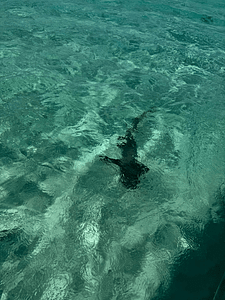 nurse sharks in roatan
