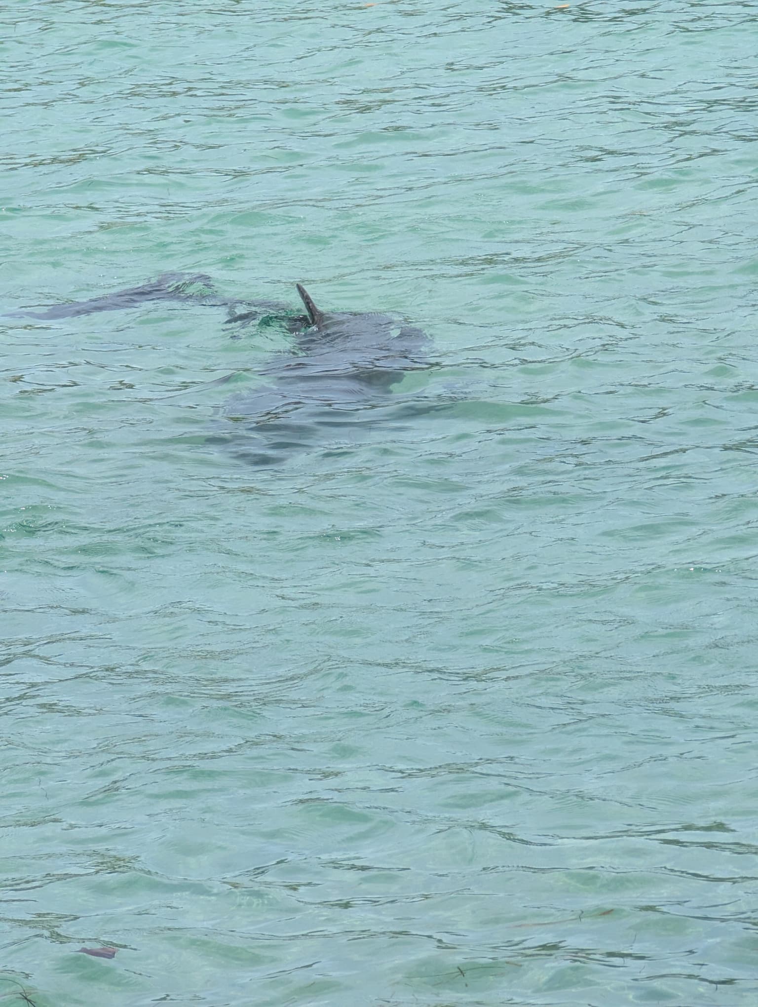 Dolphin Swim & Snorkel anthony's key resort