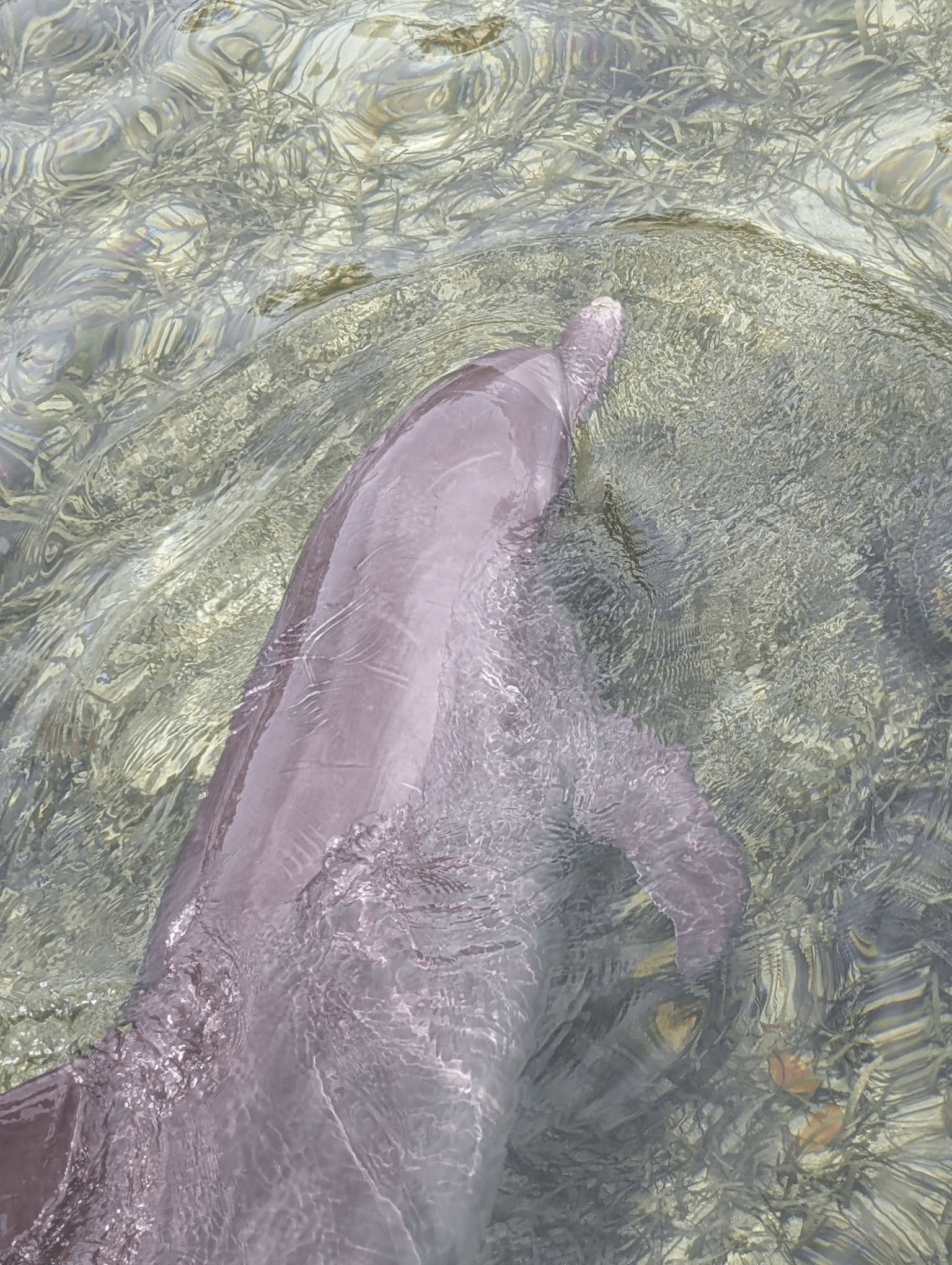 Dolphin Swim & Snorkel anthony's key resort