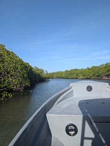 EASTROATAN tour through the mangroves