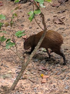 Gumbalimba Park