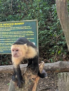 white faced capuchin monkey at Gumbalimba Park