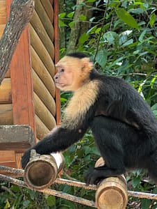 white faced capuchin monkey at Gumbalimba Park