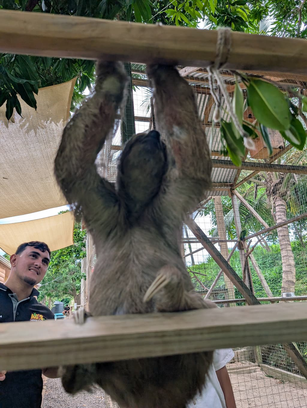 sloth at AJs sloths and monkeys in roatan