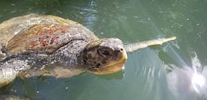 turtle at theater of the sea Islamorada