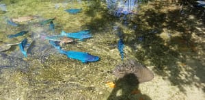parrot fish snorkeling at theater of the sea Islamorada