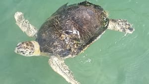 turtle at the Turtle Hospital in Marathon, FL