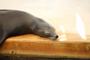 sea lion at theater of the sea Islamorada