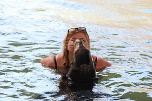 sea lion encounter at theater of the sea Islamorada