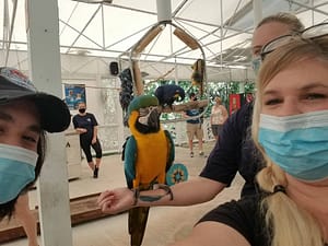 parrots at theater of the sea Islamorada