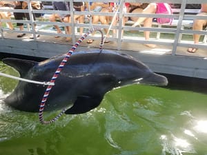 dolphins at theater under the sea