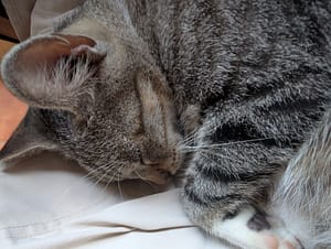 cat at infinity bay resort